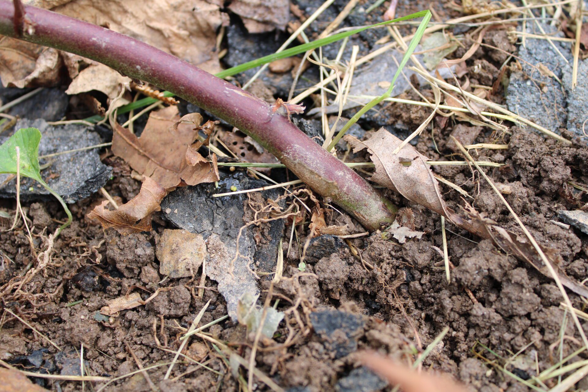 How to Propagate Blackberries Single Mom On A Farm