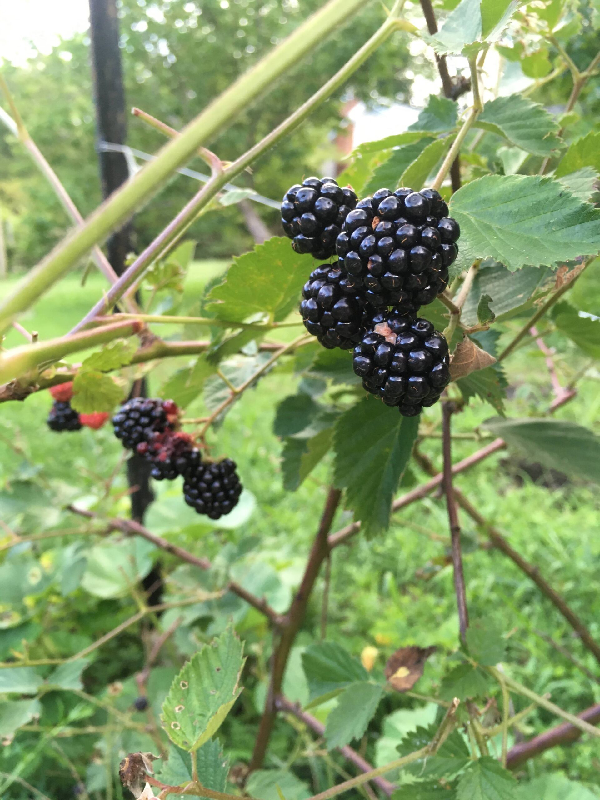 How to Propagate Blackberries Single Mom On A Farm