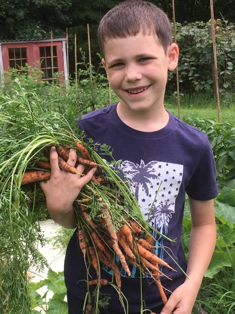 six year-old boy holding an armful of carrots he just picked from his garden.