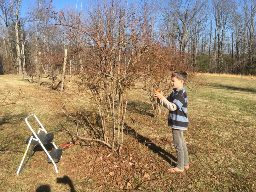 8 year old boy prunes a blueberry bush in late winter