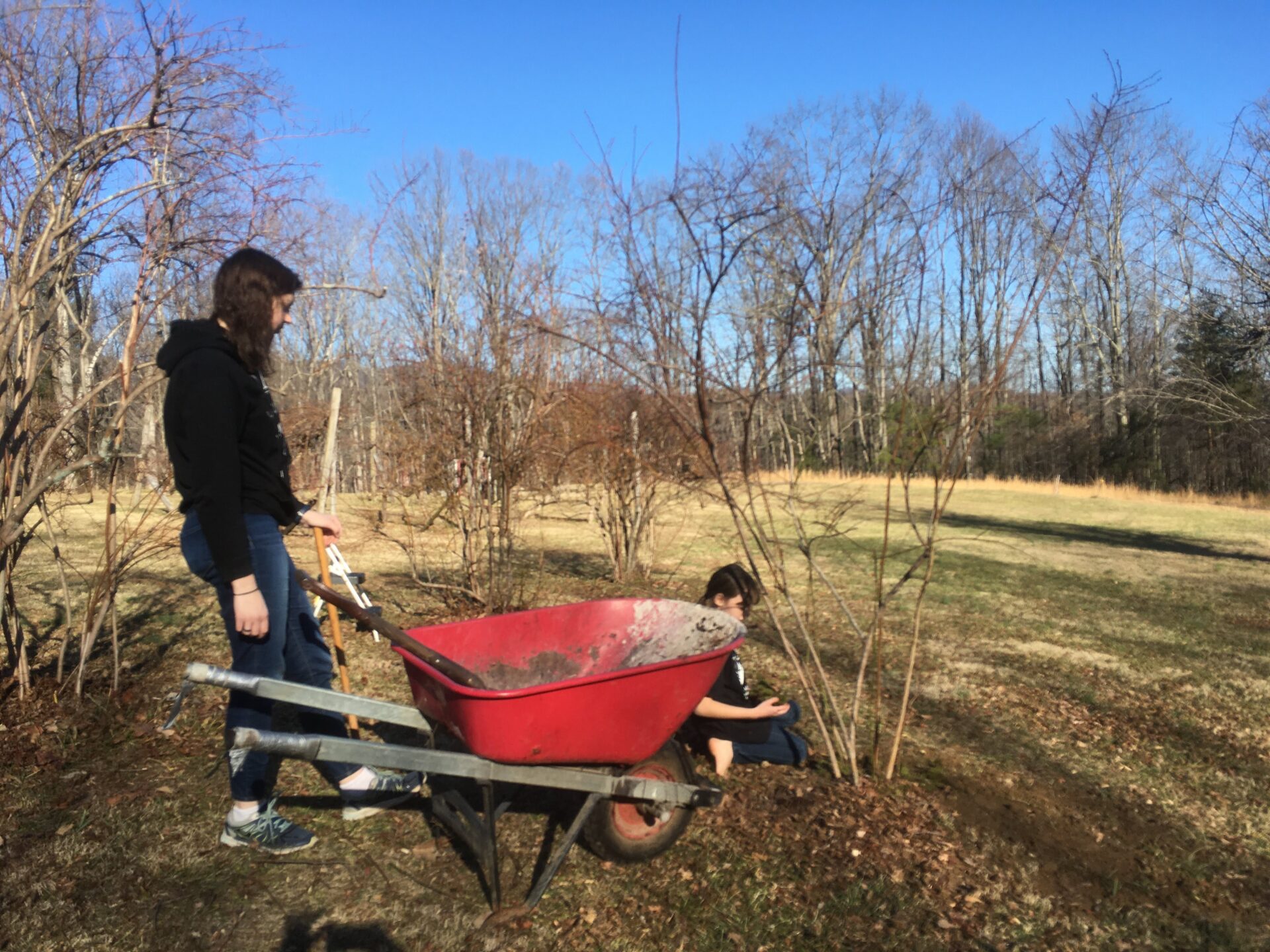 How to Propagate Blueberries Single Mom On A Farm