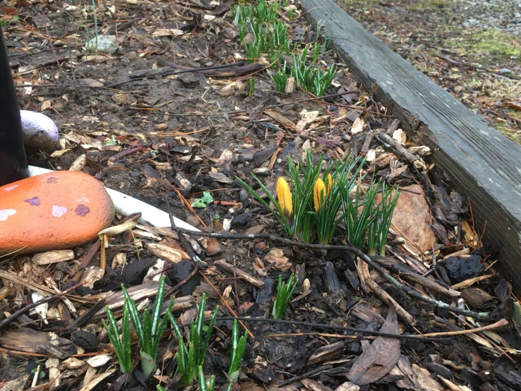 first yellow crocus flowers to start blooming but not open yet