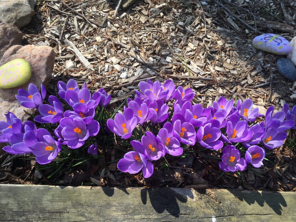 close up of dozens of purple crocuses with gold centers.