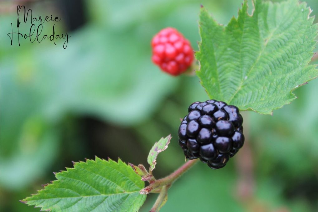 How to Propagate Blackberries Single Mom On A Farm