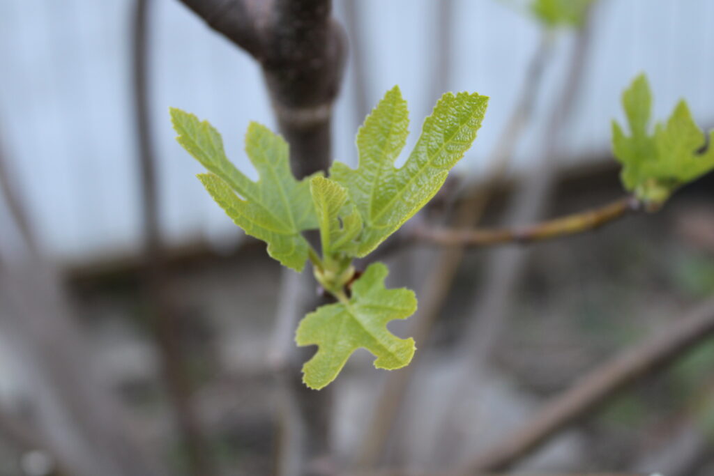 tiny fig leaves just starting to grow in spring
