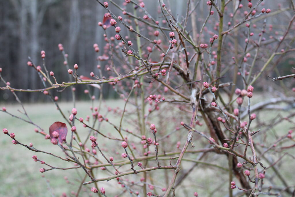 A blueberry bush with tiny leaf and fruit buds on it.