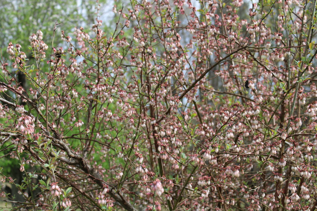 A blueberry bush with tiny pink blossoms.