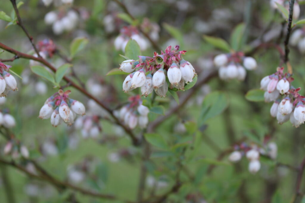blueberry buds on a bush starting to blossom before turning into fruit.