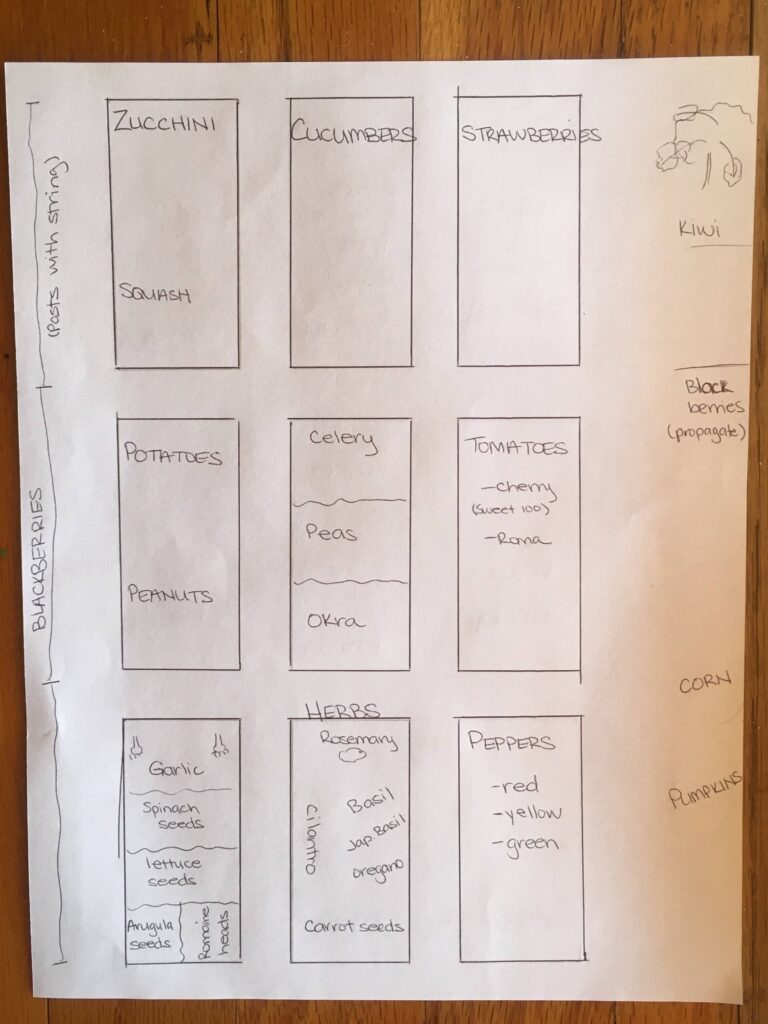 how to plan a garden. paper with 9 garden beds drawn on it with different crops written in each garden bed.