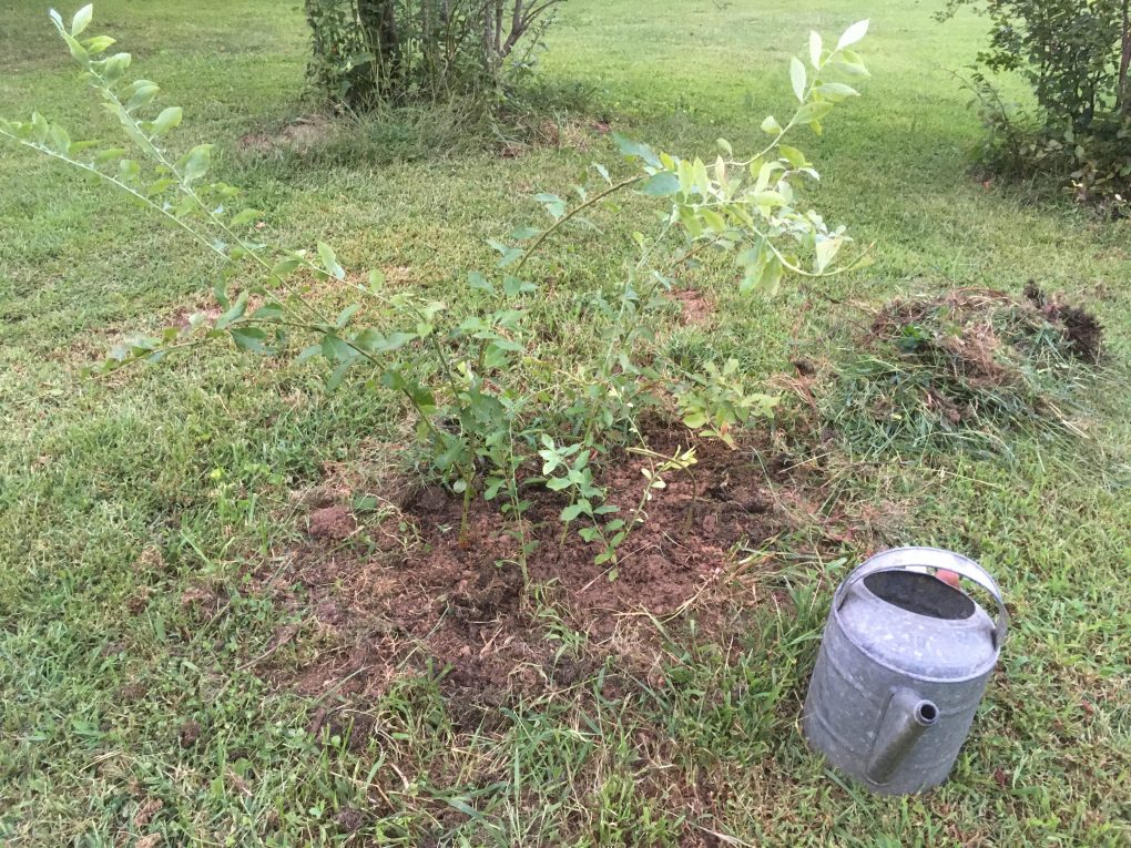 How to Propagate Blueberries Single Mom On A Farm