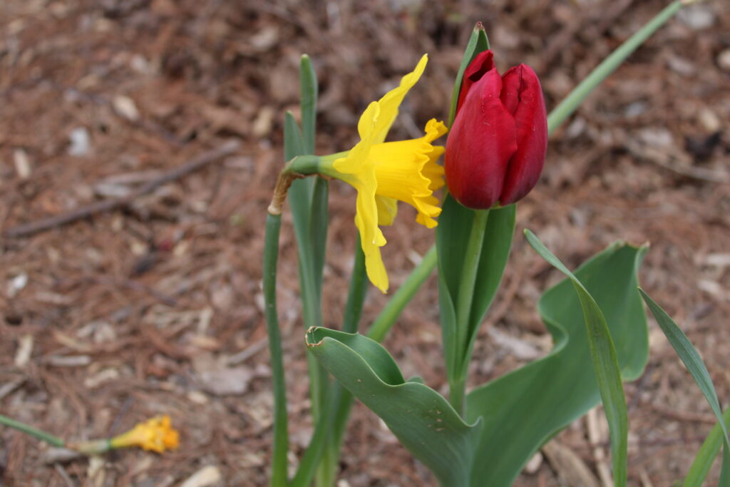 yellow daffodil kissing a red tulip