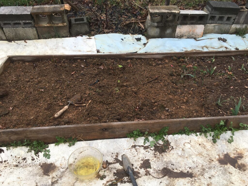 lettuce and garlic planted in a raised garden bed