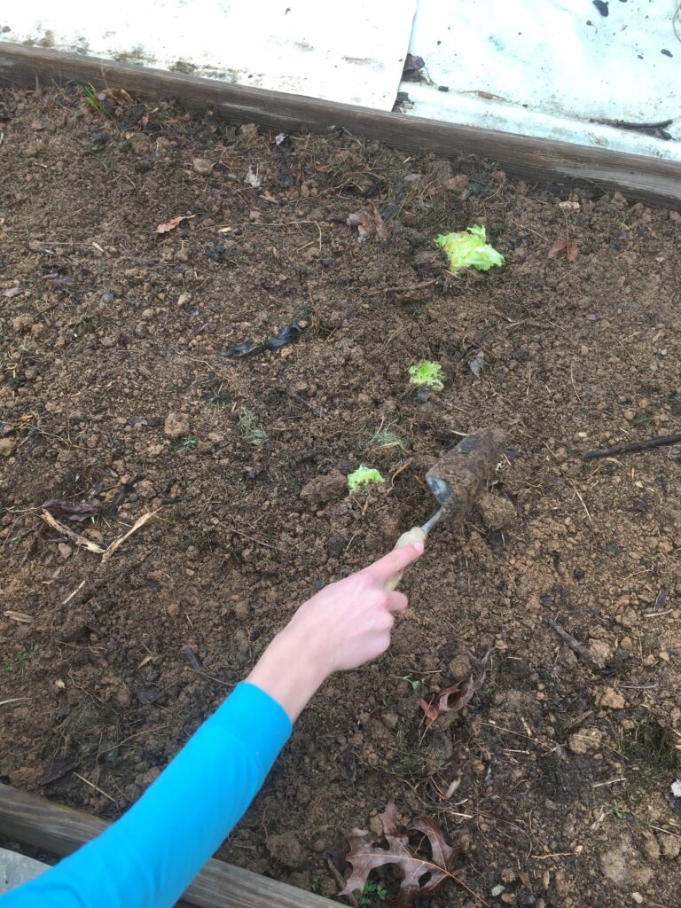 4 romaine lettuce cores planted in the garden box