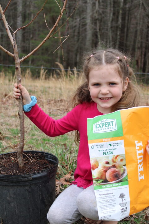 girl helping plant a peach tree