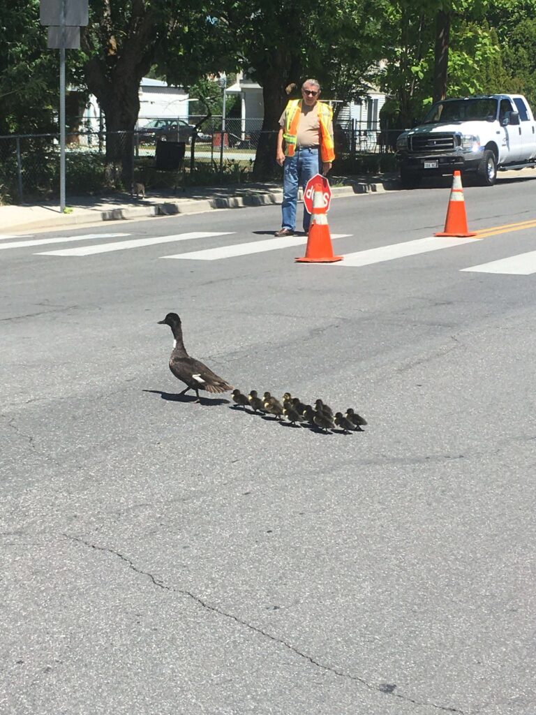 mama duck crossing the street with her baby ducklings.
