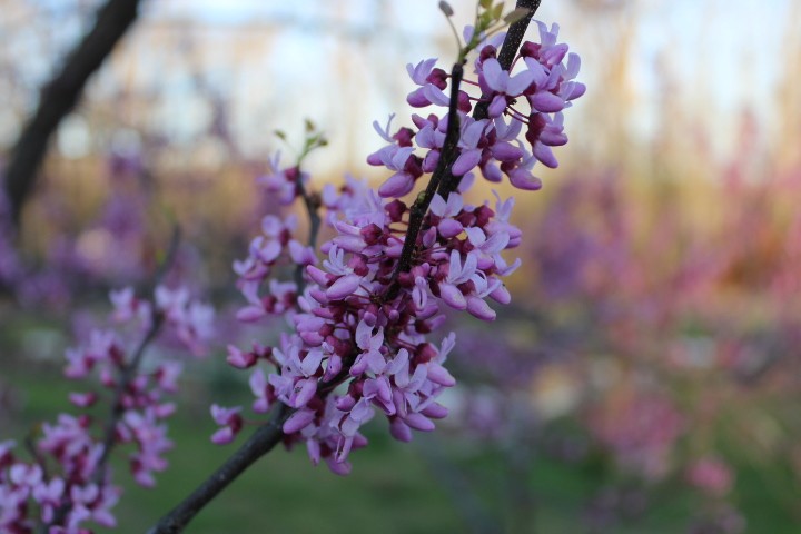 close up of branch of redbud tree blooming