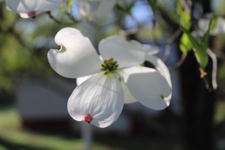white dogwood petal