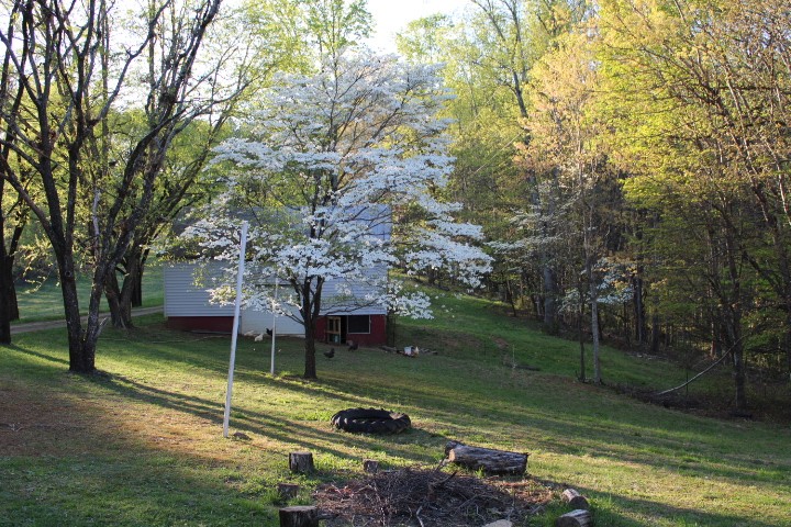 dogwood tree blossoming in front of a barn