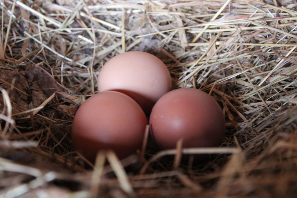 3 eggs in a nesting box