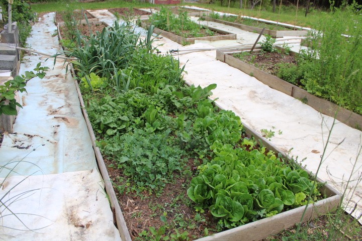 garden bed of lettuce