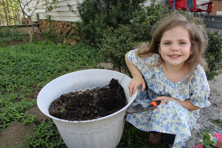 5 year old gets ready to plant begonias