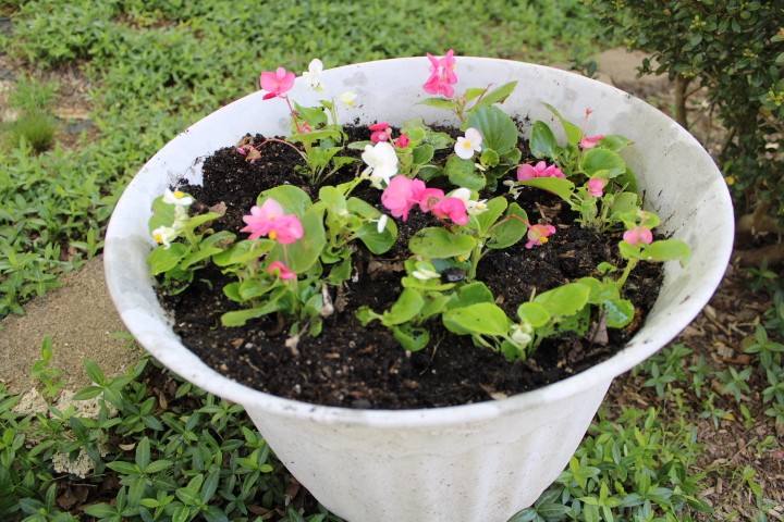 begonias in a flower pot just barely planted