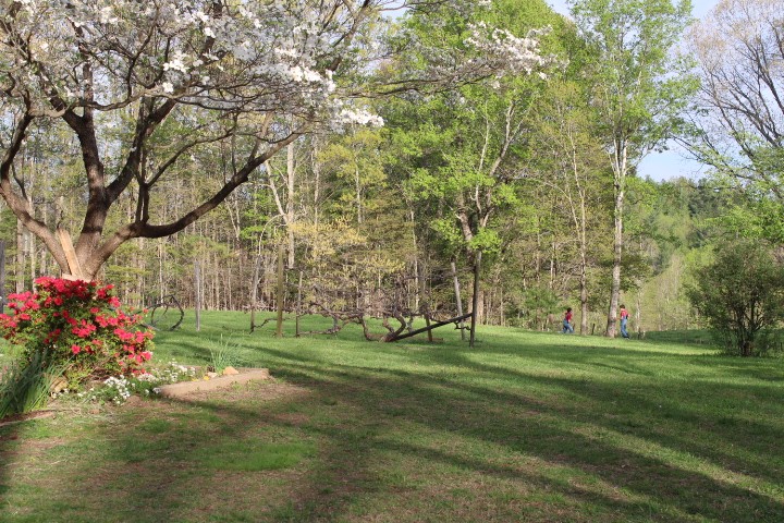 beautiful country yard scene: dogwood, grape vines, green grass