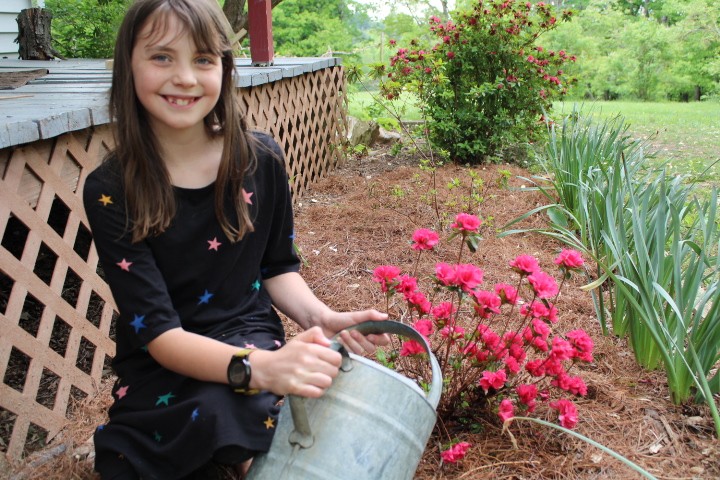 11 year old girl watering a newly planted azalea with an old watering can