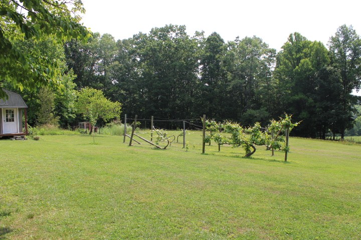 grapes growing in May
