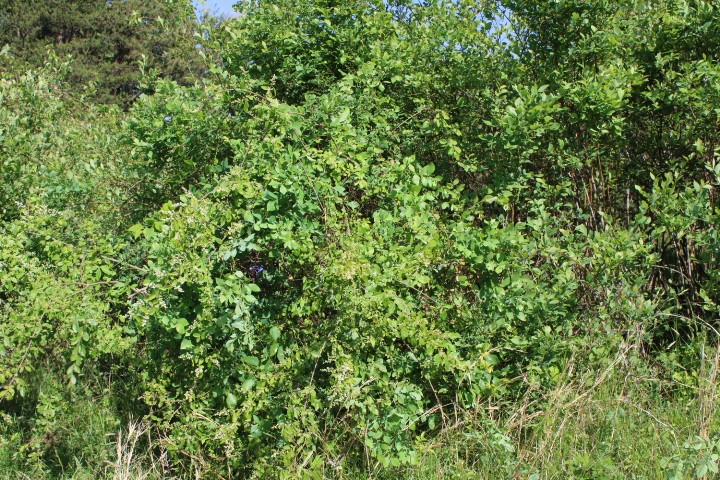 a bunch of brambles in the blueberry bushes