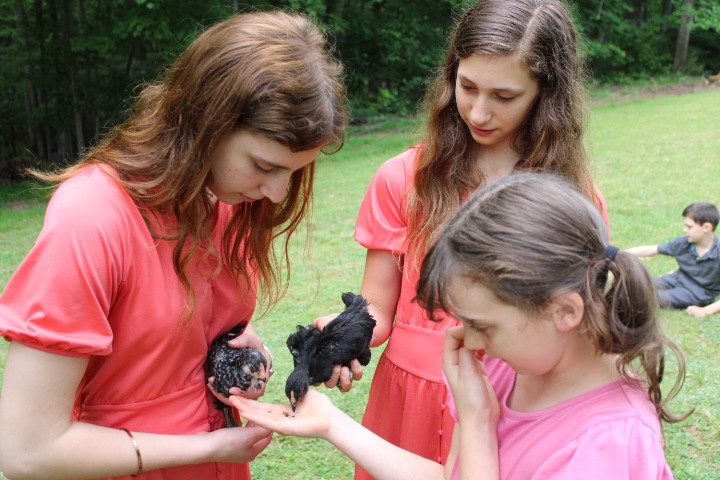 3 sisters feed chicks out of their hands