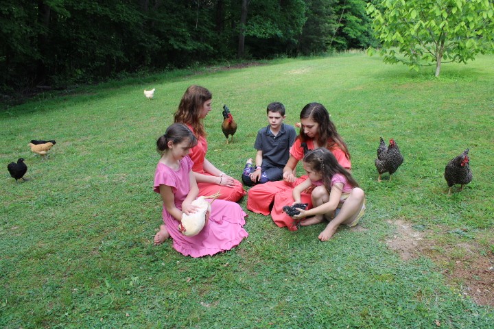 kids play with chickens on the grass