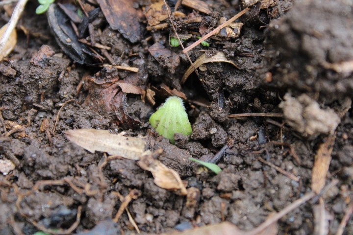 a squash seed barely poking out of the ground