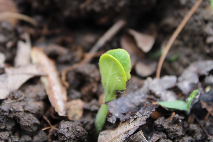 tiny squash plant 1" high