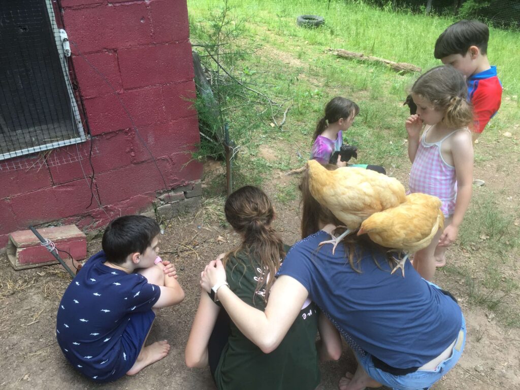 children look at their chicken who died