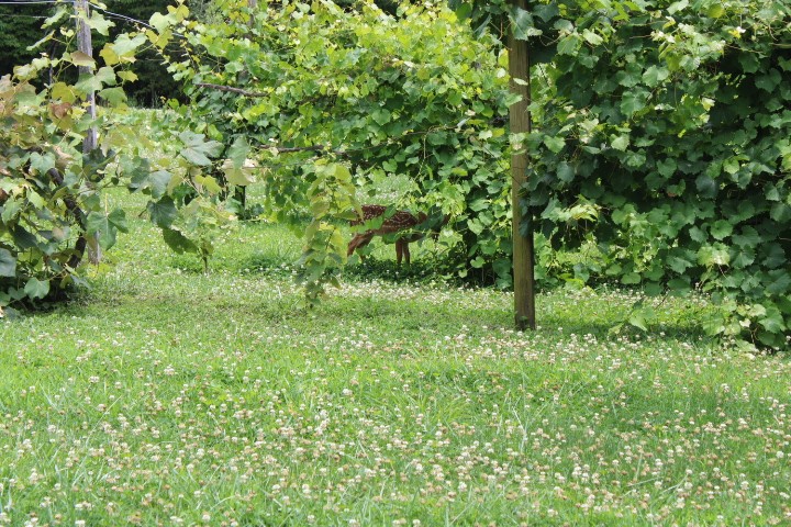 a fawn by the grapevines