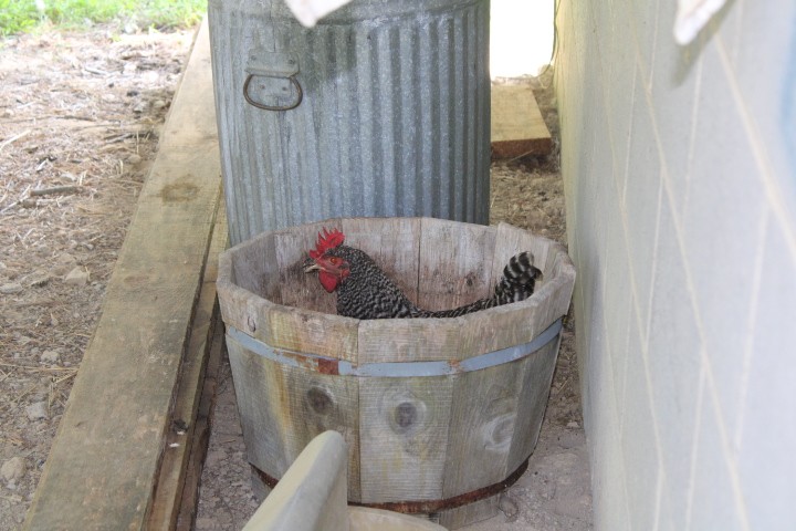 a chicken sitting in an old barrel