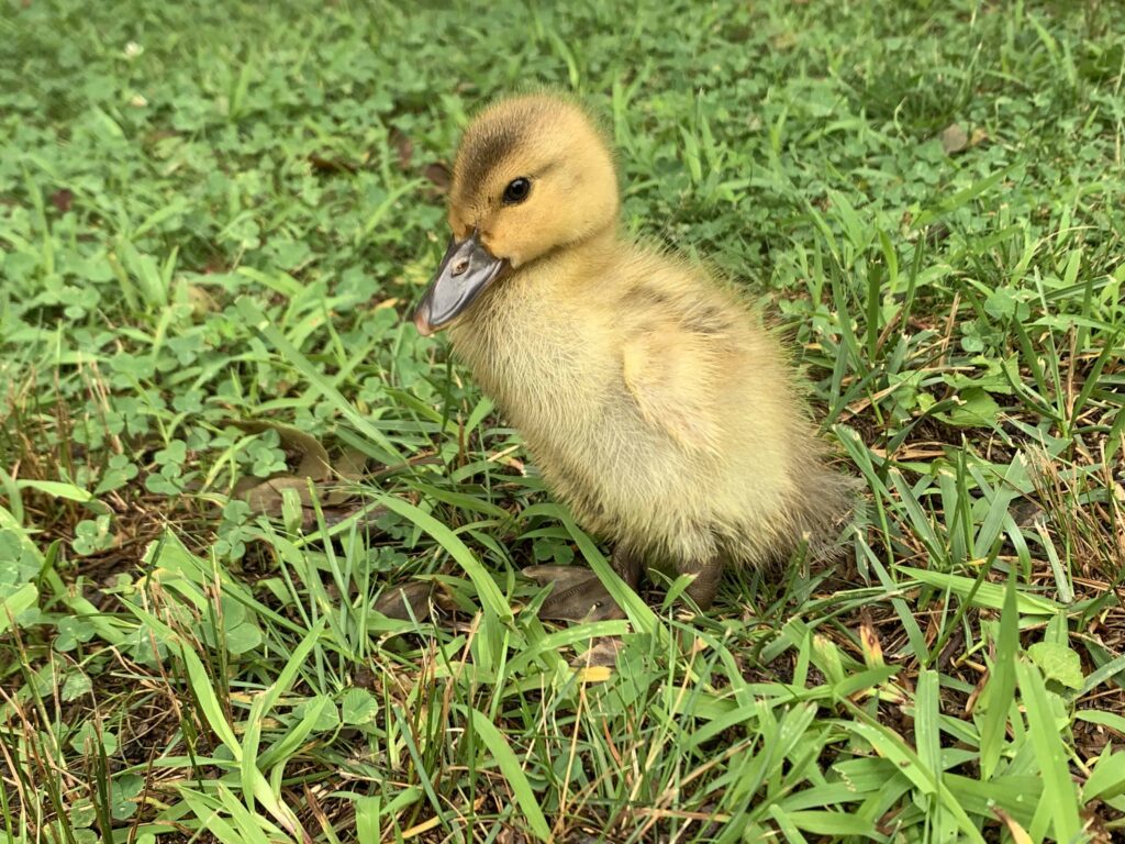 a week old duckling