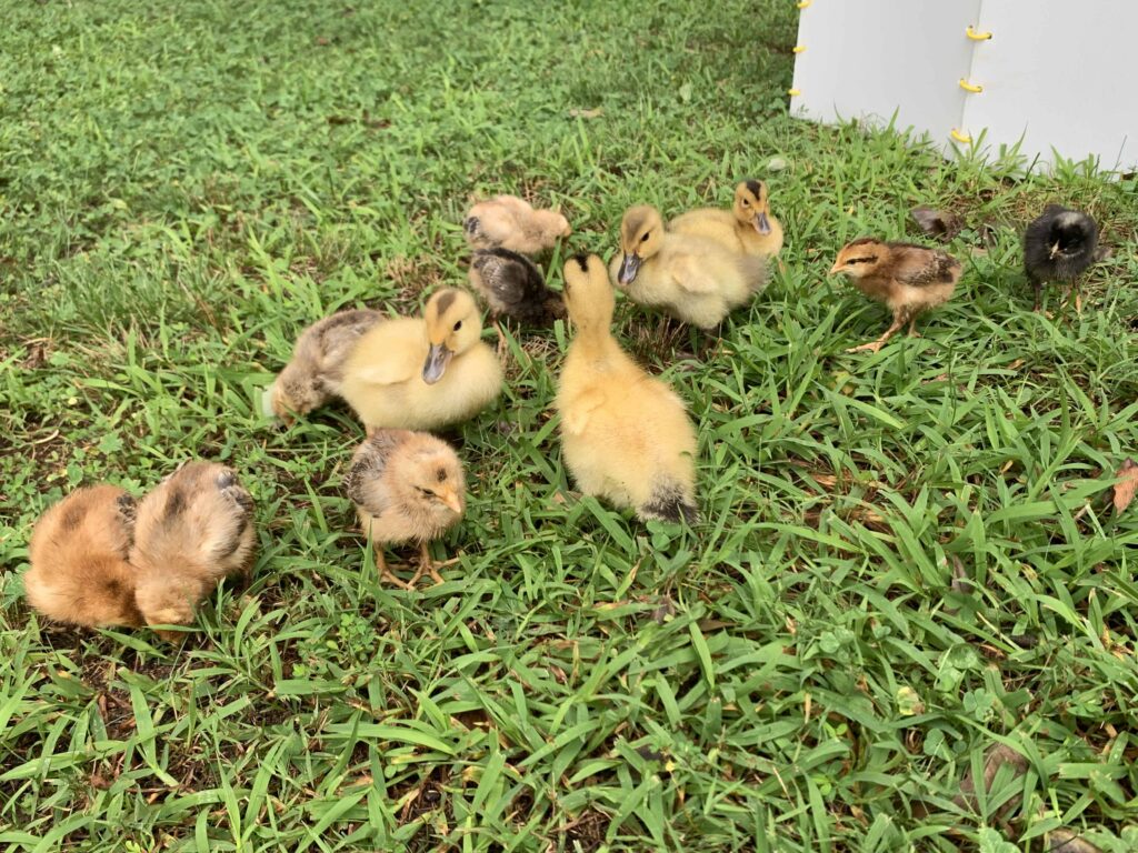ducklings and chicks playing on the grass