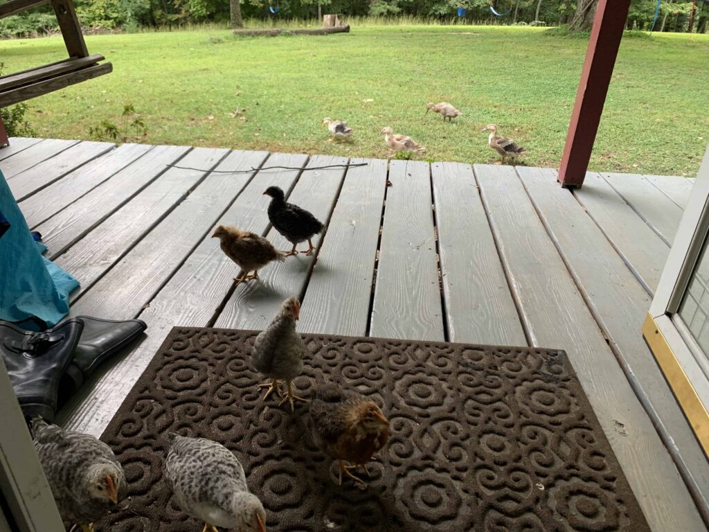 chicks on the front porch