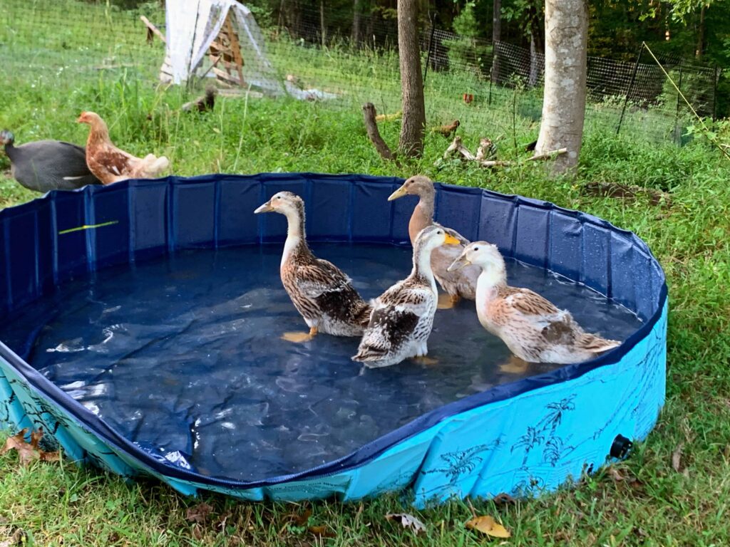 4 ducks swimming in a wading pool