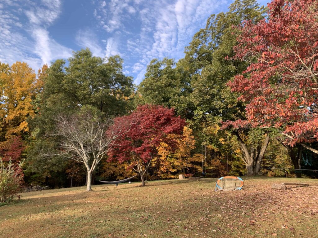 yard with fall foliage trees around