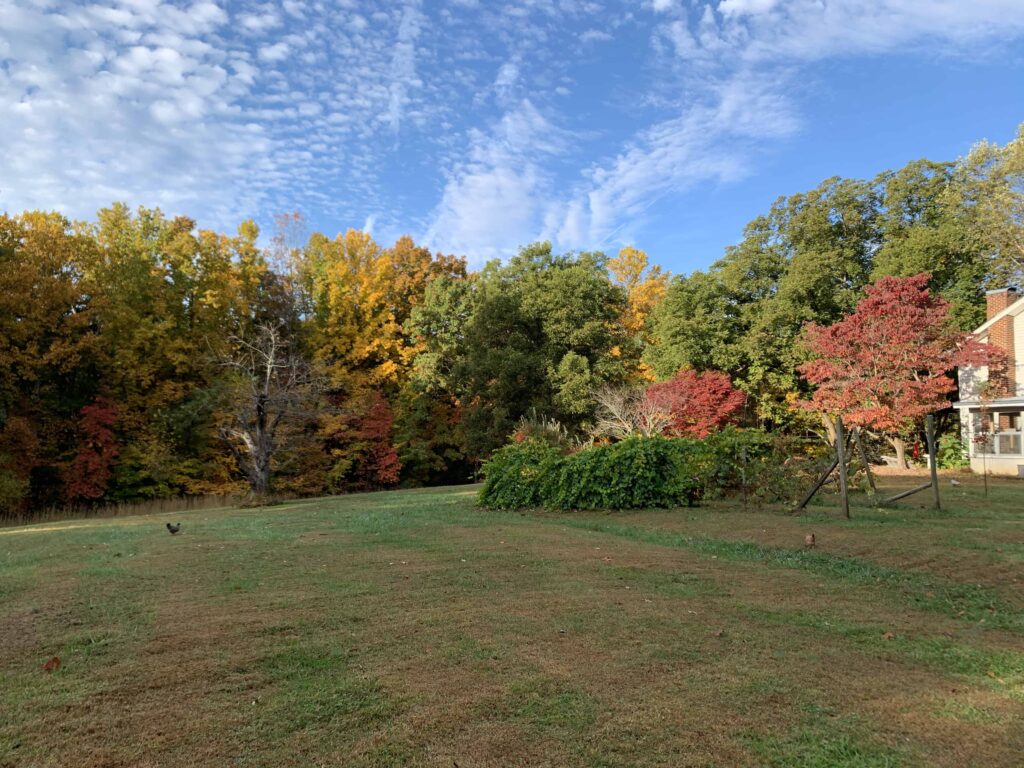 beautiful country yard, fall foliage
