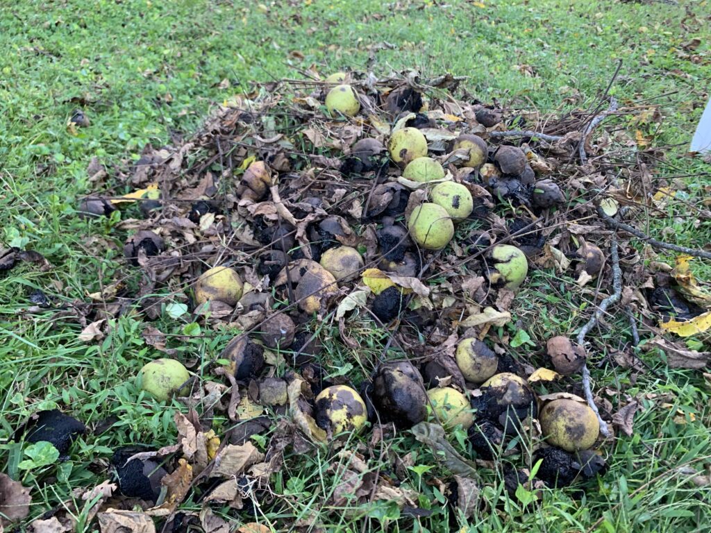 pile of walnuts still in their hulls