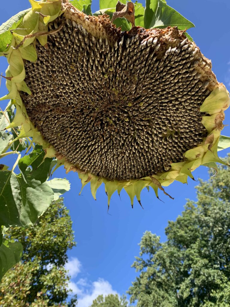 large sunflower starting to release its seeds