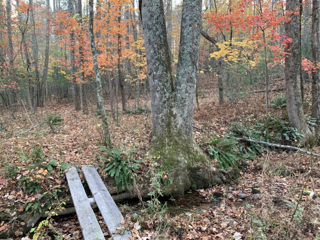 creek, footbridge, and woods in fall