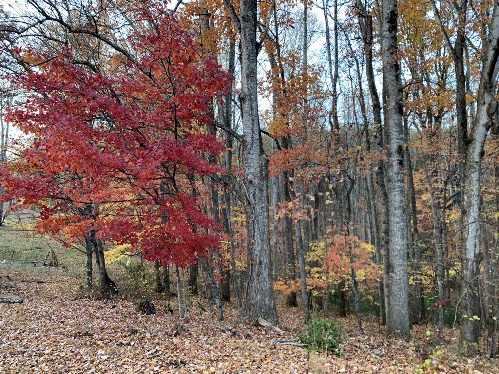 woods in late fall
